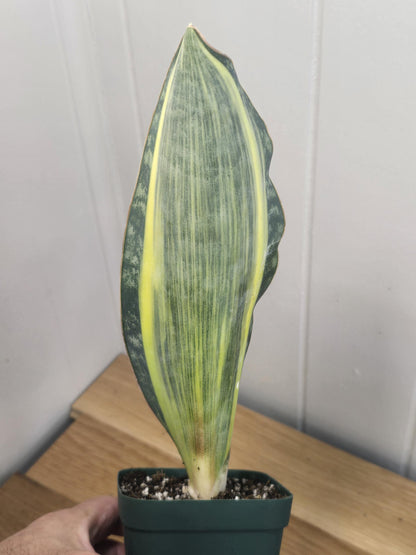 Variegated Whale's Fin Sansevieria | Fully Rooted | Shipped Bare Root