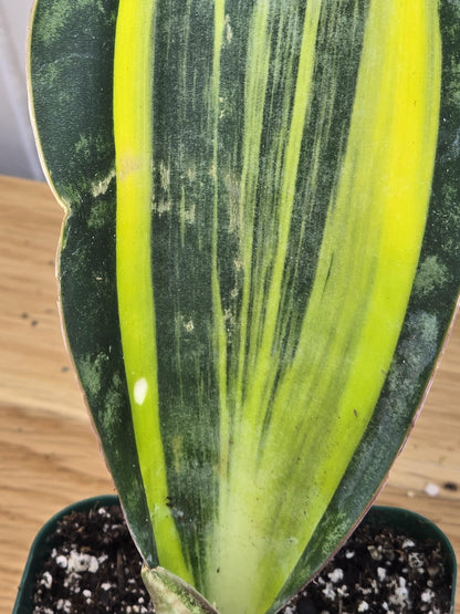 Variegated Whale's Fin Sansevieria | Fully Rooted | Shipped Bare Root