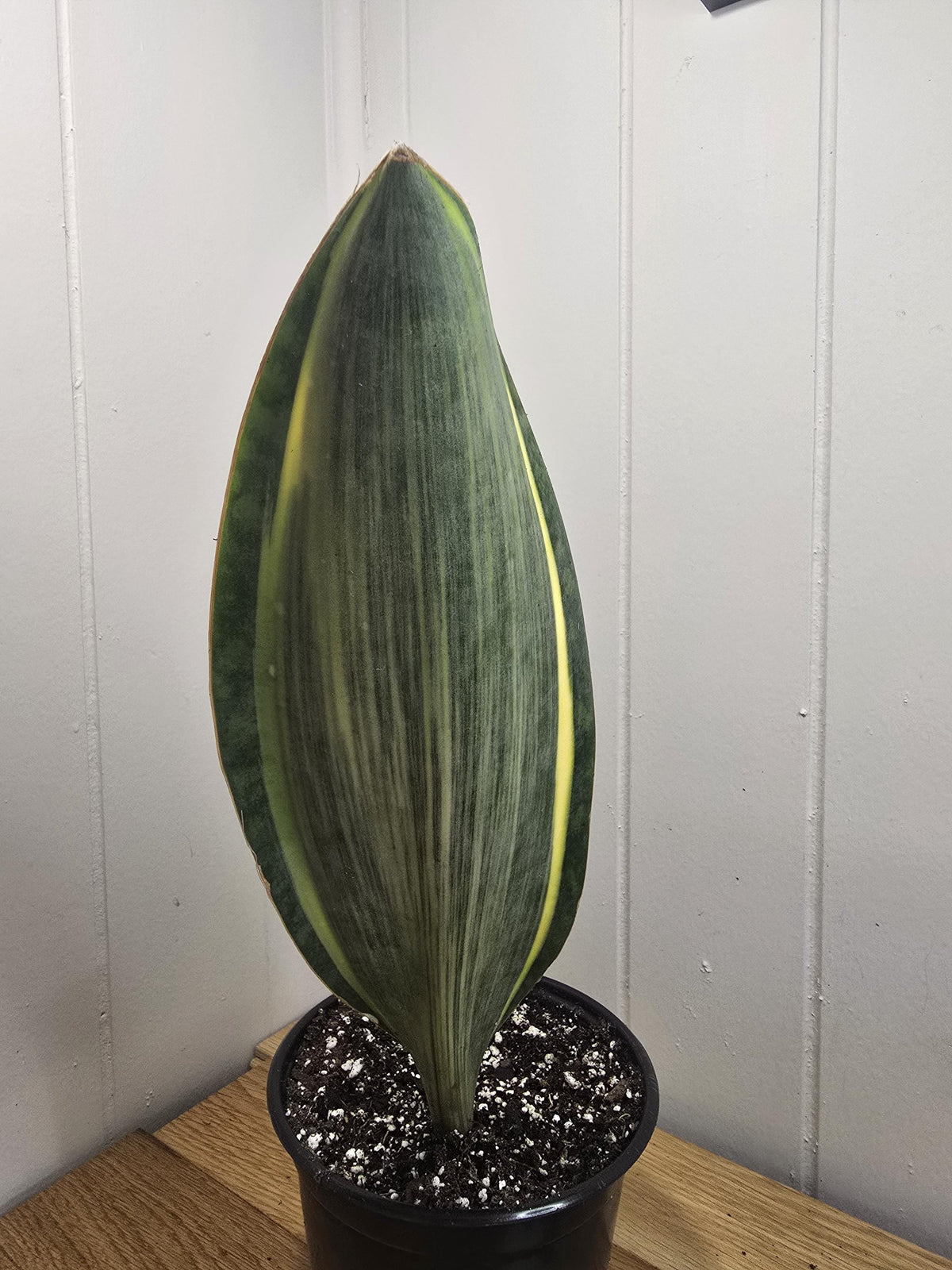 Variegated Whale's Fin Sansevieria | Fully Rooted | Shipped Bare Root