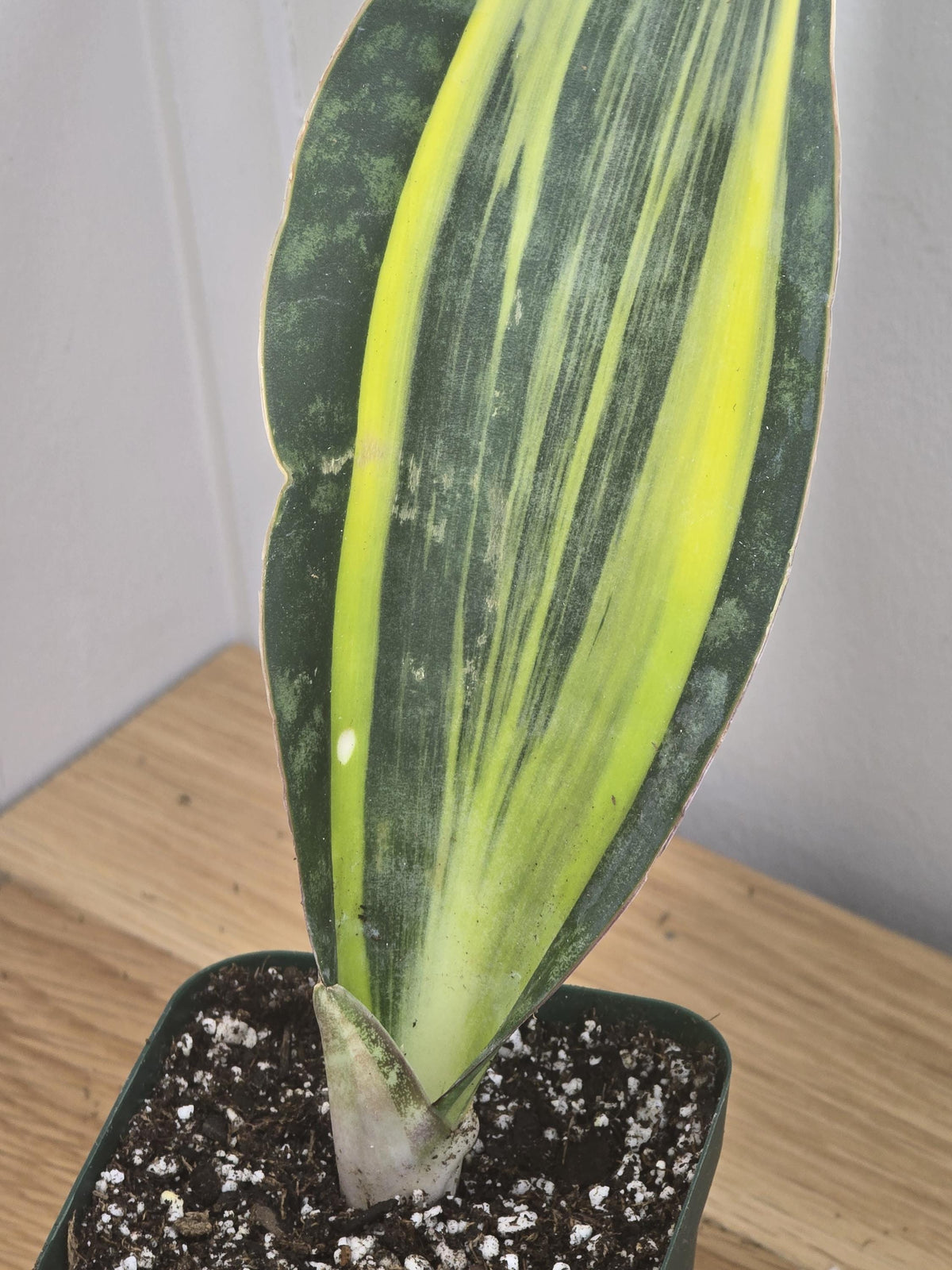 Variegated Whale's Fin Sansevieria | Fully Rooted | Shipped Bare Root