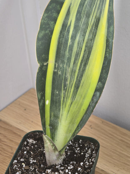 Variegated Whale's Fin Sansevieria | Fully Rooted | Shipped Bare Root