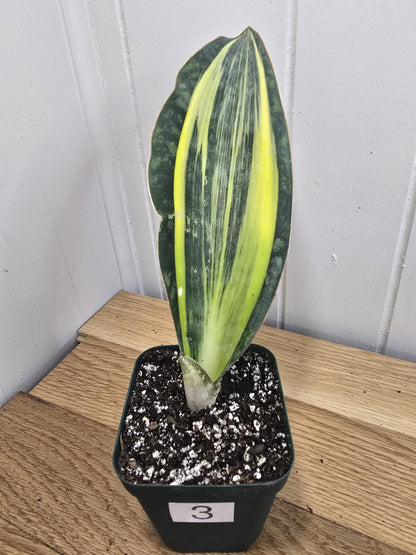 Variegated Whale's Fin Sansevieria | Fully Rooted | Shipped Bare Root