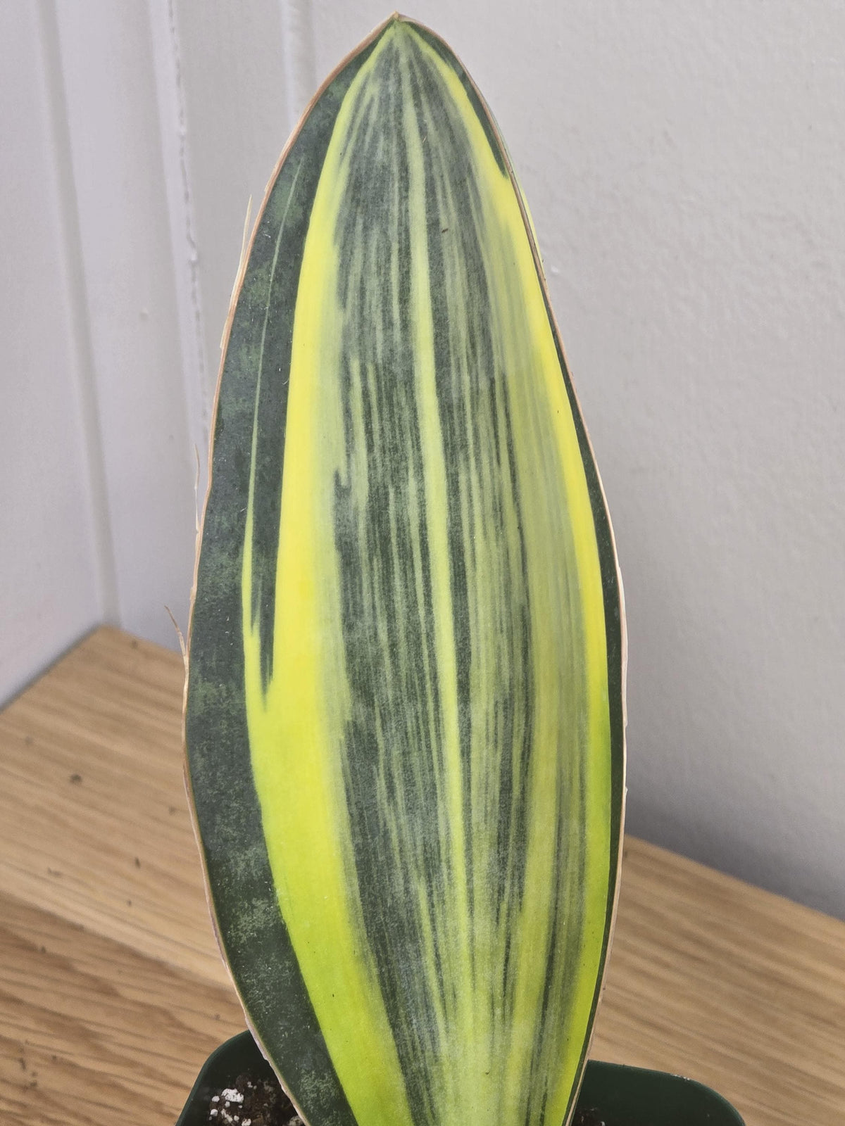 Variegated Whale's Fin Sansevieria | Fully Rooted | Shipped Bare Root