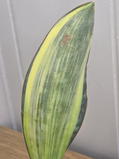 Variegated Whale's Fin Sansevieria | Fully Rooted | Shipped Bare Root