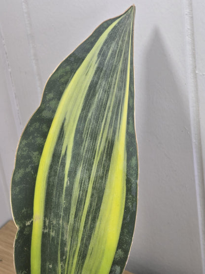 Variegated Whale's Fin Sansevieria | Fully Rooted | Shipped Bare Root