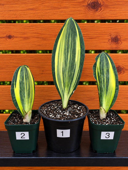 Variegated Whale's Fin Sansevieria | Fully Rooted | Shipped Bare Root