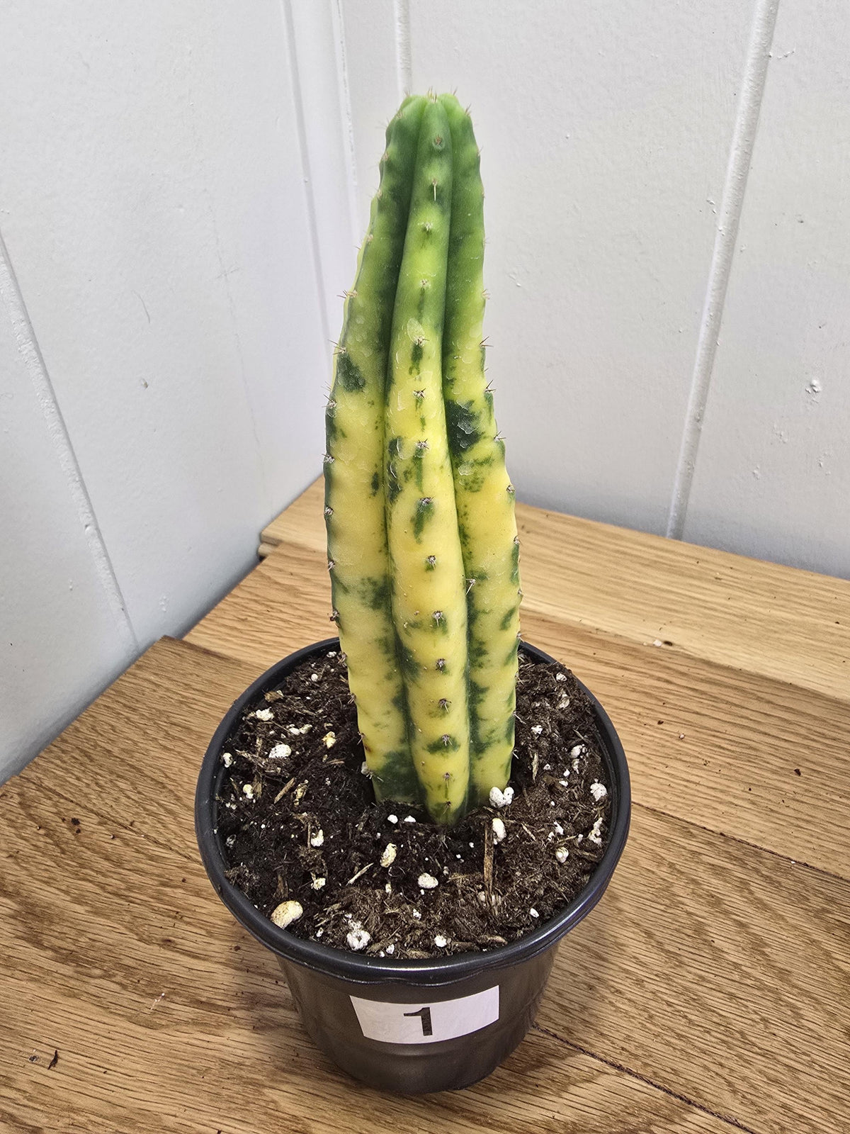 Variegated San Pedro Cactus | Fully Rooted | In 4" Pot