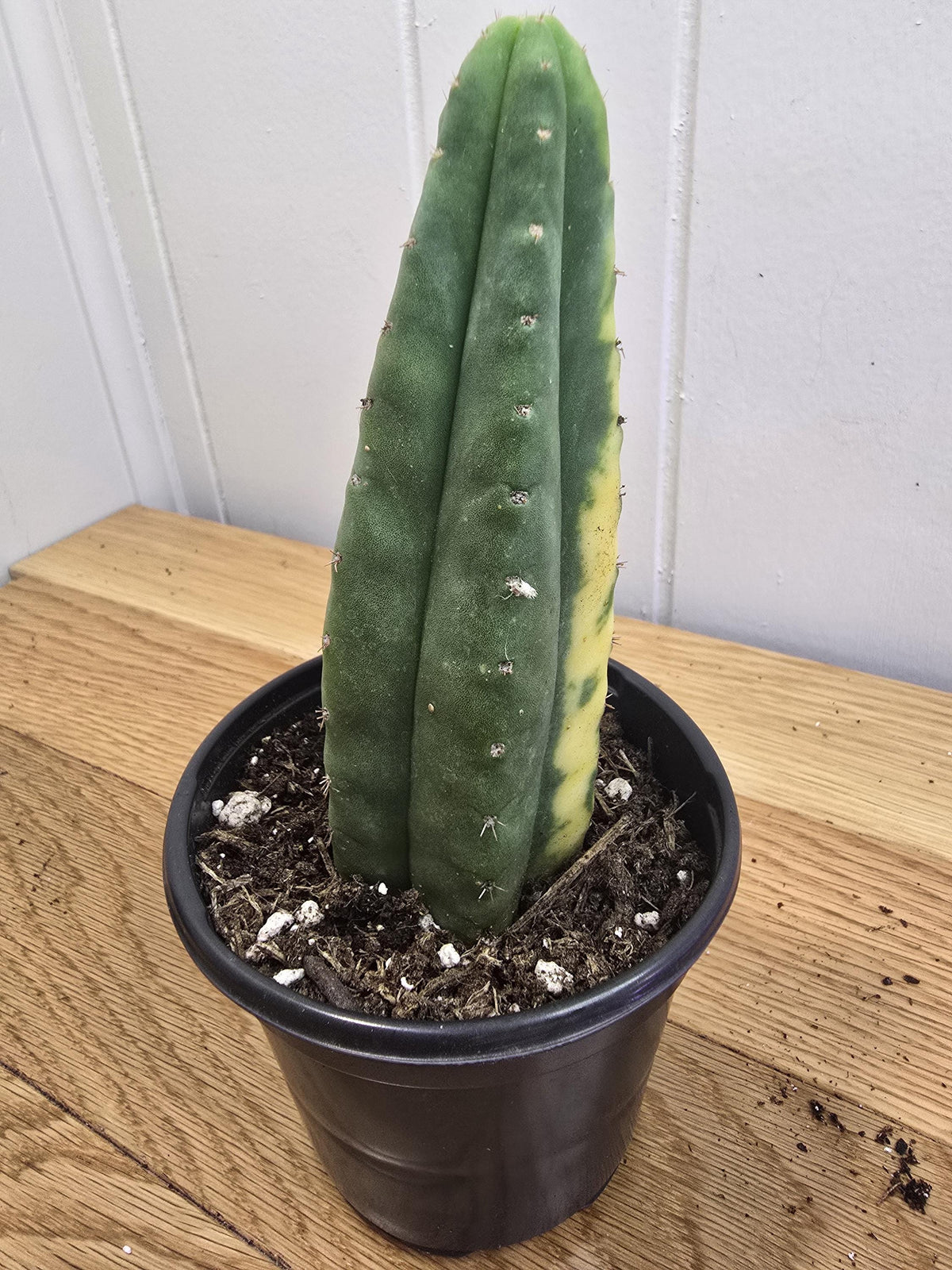 Variegated San Pedro Cactus | Fully Rooted | In 4" Pot