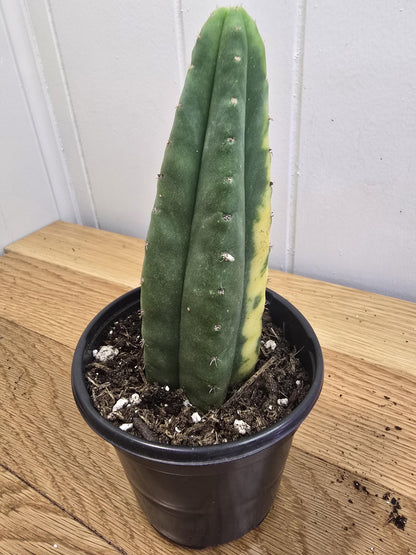 Variegated San Pedro Cactus | Fully Rooted | In 4" Pot