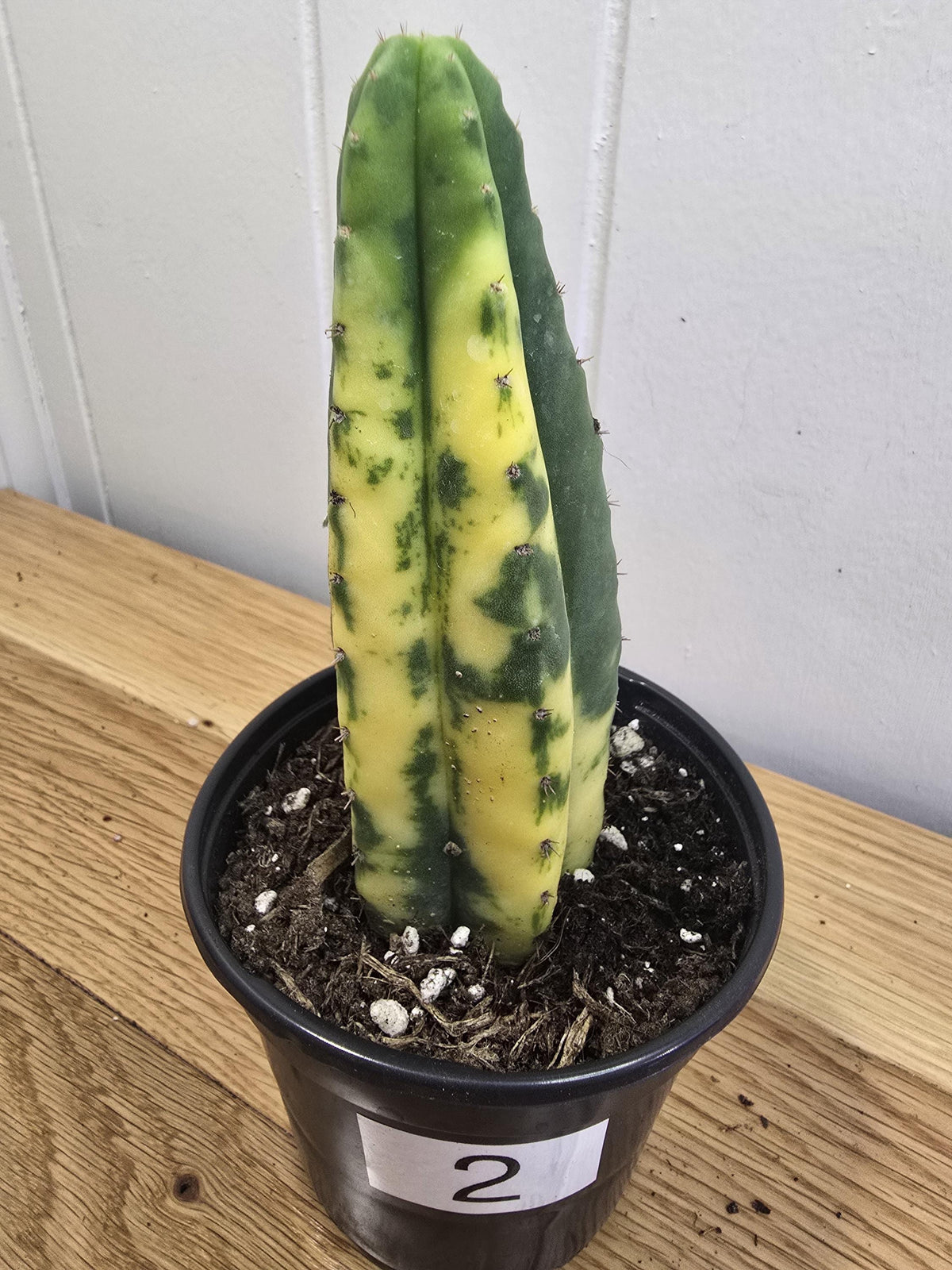 Variegated San Pedro Cactus | Fully Rooted | In 4" Pot