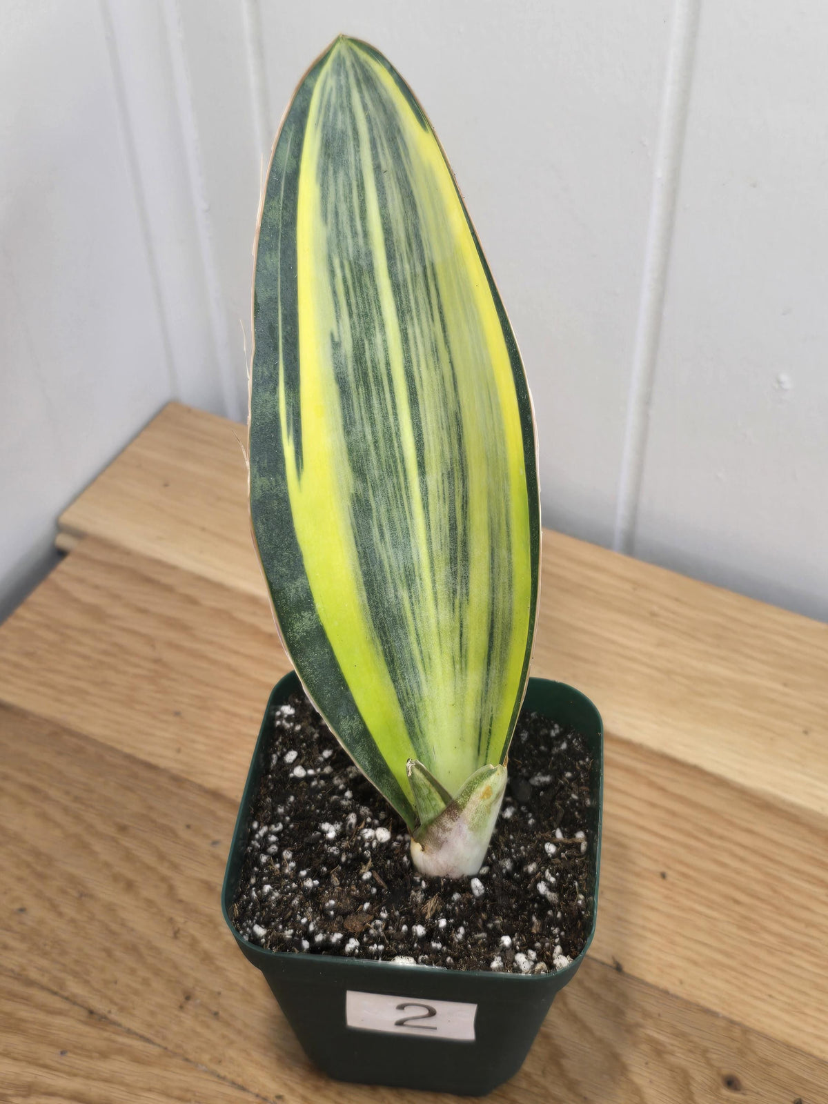 Variegated Whale's Fin Sansevieria | Fully Rooted | Shipped Bare Root