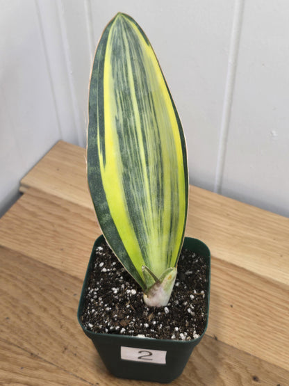 Variegated Whale's Fin Sansevieria | Fully Rooted | Shipped Bare Root