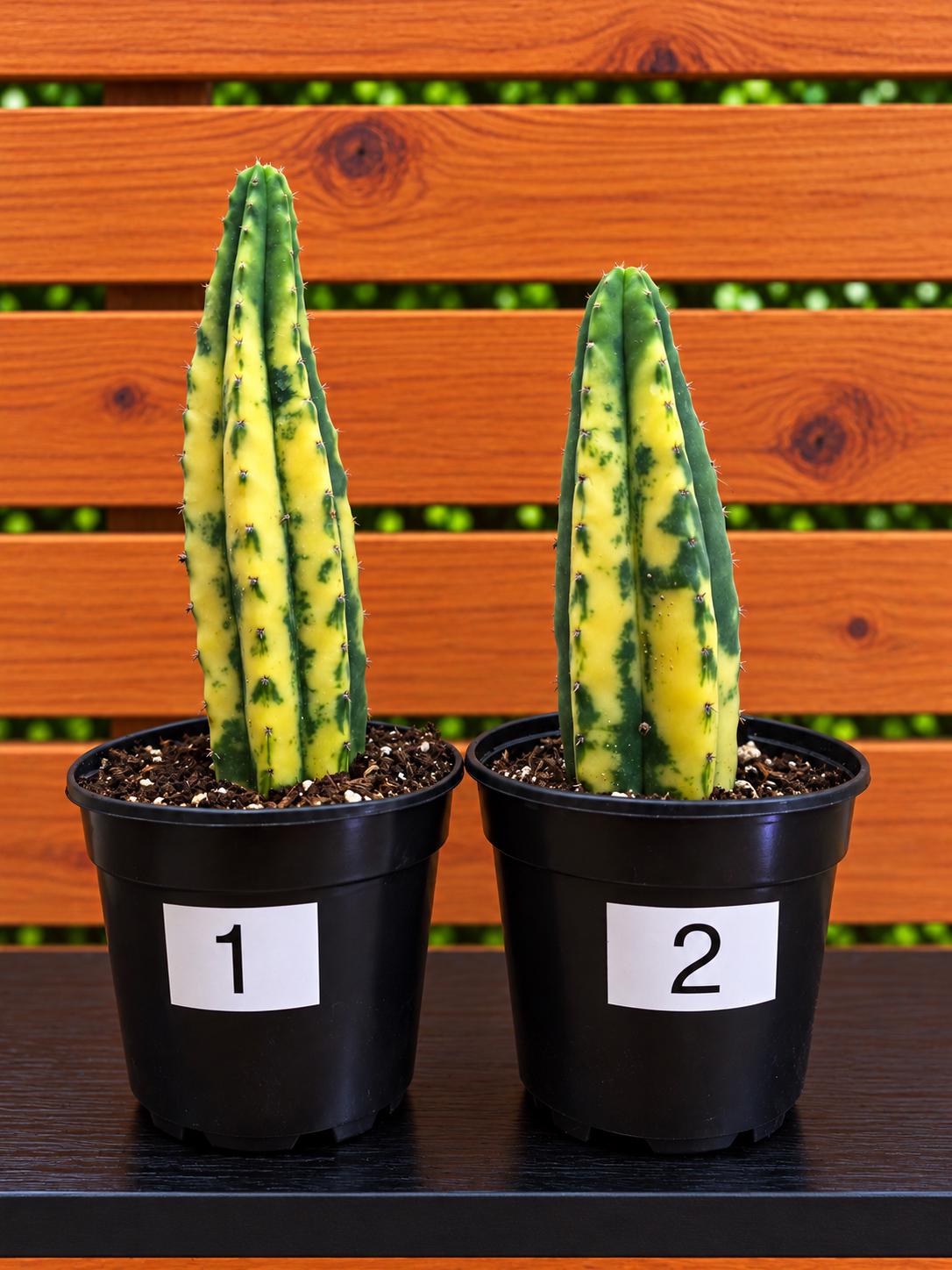 Variegated San Pedro Cactus | Fully Rooted | In 4" Pot