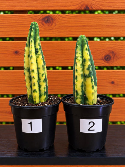 Variegated San Pedro Cactus | Fully Rooted | In 4" Pot