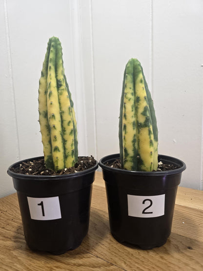 Variegated San Pedro Cactus | Fully Rooted | In 4" Pot