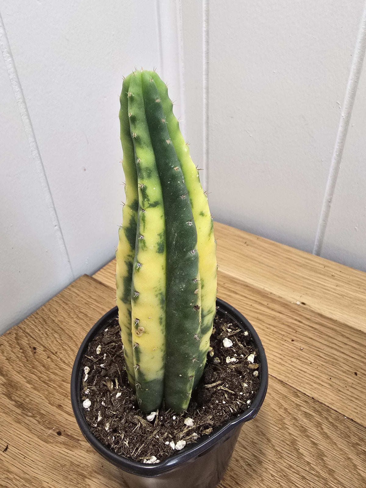 Variegated San Pedro Cactus | Fully Rooted | In 4" Pot