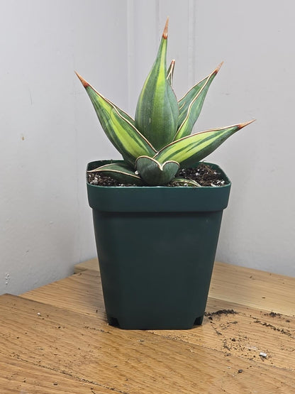 RARE Sansevieria Variegated Pinguicula | 5" tall - 5" Wide | Unique Variegation