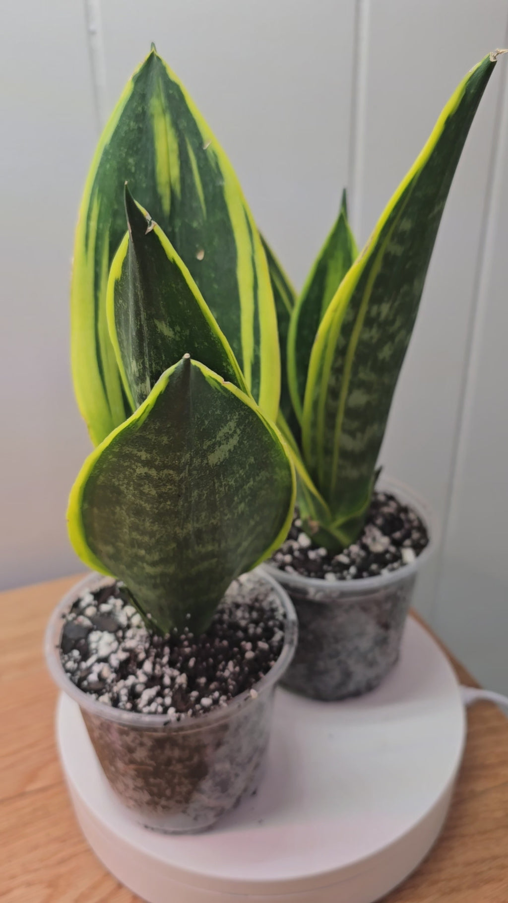 Sansevieria Gold Flame RARE New Variety House Plant Plant **2 Pack**