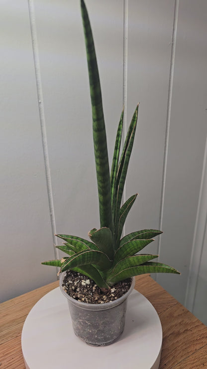 Sansevieria Marsha Anjani RARE Mature Plant 12" Tall x 8.5" Wide Bare Root Ship