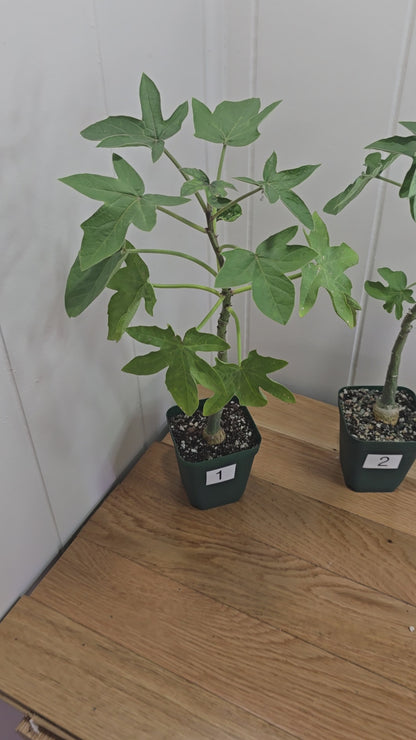 Adenia Volkensii | Caudex Succulent Tree | 2 Options