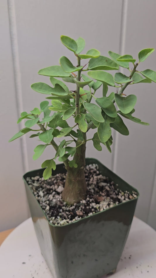 Adenia Spinosa RARE Succulent Caudex Tuber Plant in 4" Pot- Perfect for Bonsai
