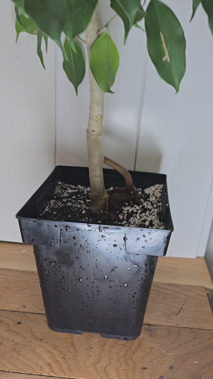 Ficus Benjamina Tree | 6" Square Pot | 36" Tall | Curved Stem/ Trunk
