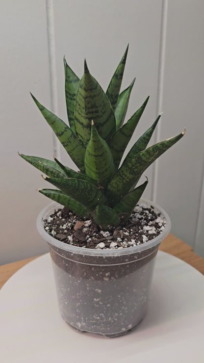 Sansevieria Dracaena Ehrendel RARE in 4" Pot