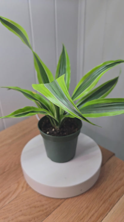 Set of 2 Dracaena Warneckii 'Lemon Lime' | Live Plant Ships Bare Root