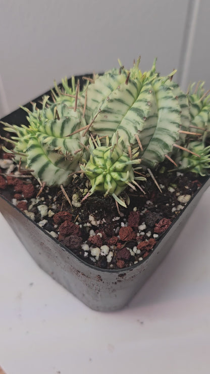Euphorbia Meloformis Variegata Variegated | 4 inch pot