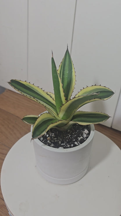 Share Agave Quadricolor Lophantha Variegated Rare Succulent in Kanso Pot w/ Saucer