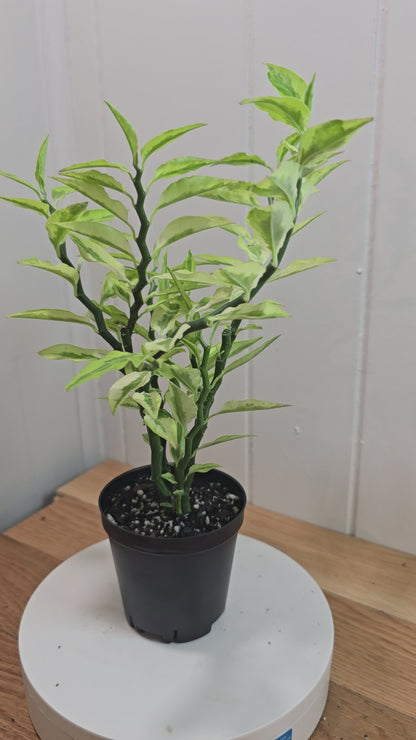 Devil's Backbone Variegated Euphorbia | Zig Zag Stalk Live Plant | 10" Tall