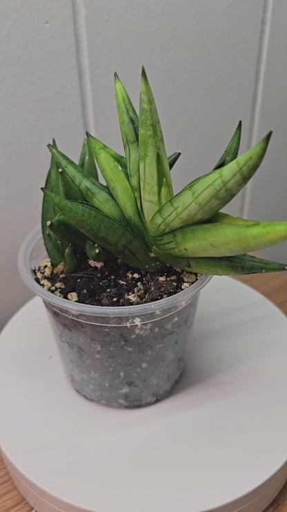 Sansevieria Boncel Swirl RARE 4 Inch Pot Growth Clumps