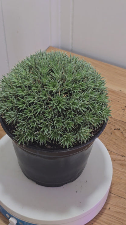 Deuterocohnia Brevifolia Argentina Ball RARE Specimen 6" in Diameter