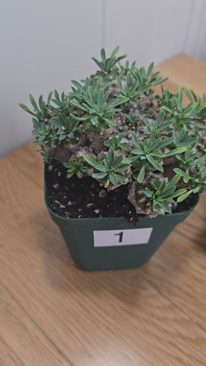 Euphorbia Japonica Cluster | RARE Plant | Live Euphorbia Cluster | Three Options