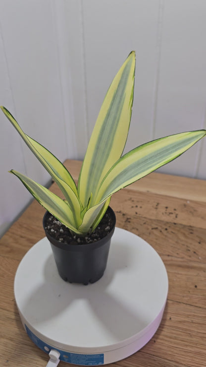 Sansevieria Ghost | Rare House Plant | Variegated | 8" Leafs | in 3.5" Pot