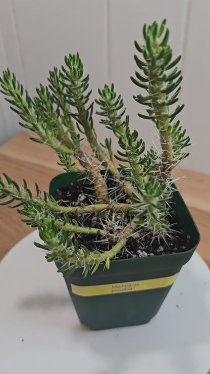 Maihueniopsis Poeppigii RARE Cactus Plant in 4" Pot