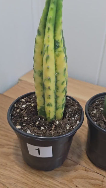 Variegated San Pedro Cactus | Fully Rooted | In 4" Pot