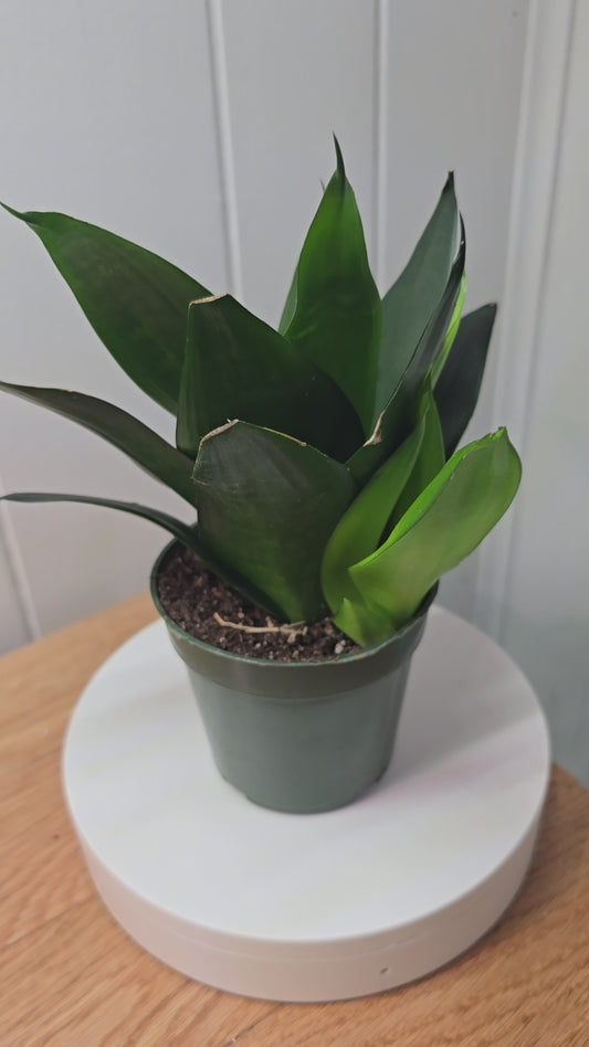 **NEW** Sansevieria Snake Plant JADE STAR 4" Pot