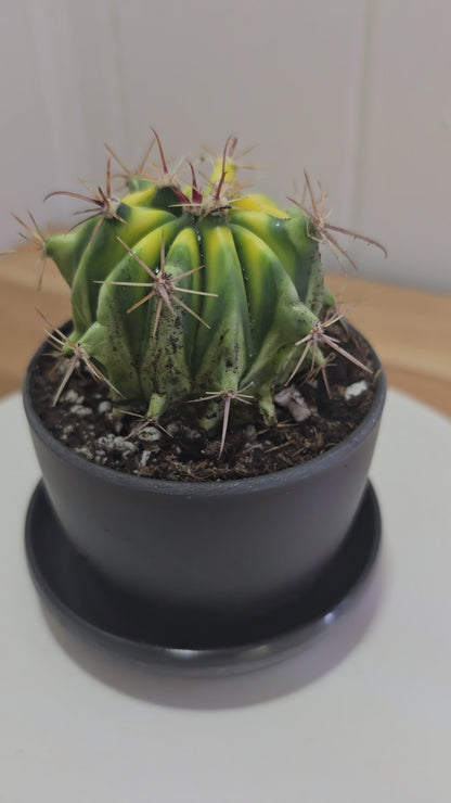 Variegated Fire Barrel Cactus | RARE & Unusual | in Black 3.5" Kanso Pot