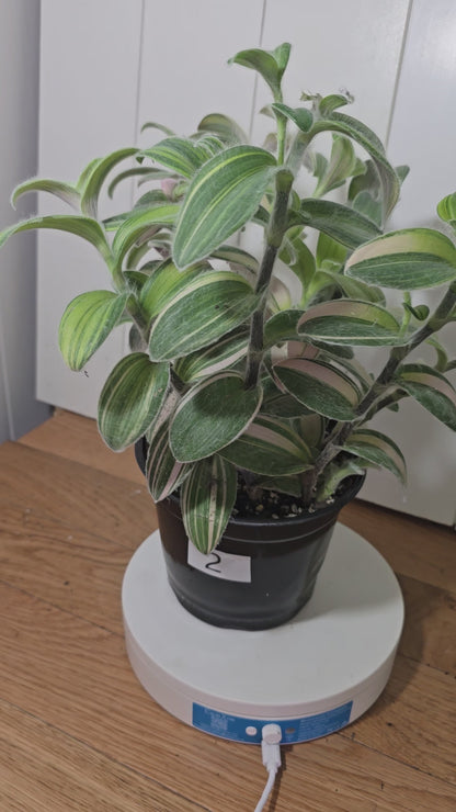 Tradescantia Sillamontana Variegata "White Velvet" Plant Rooted in 3.5" Pot