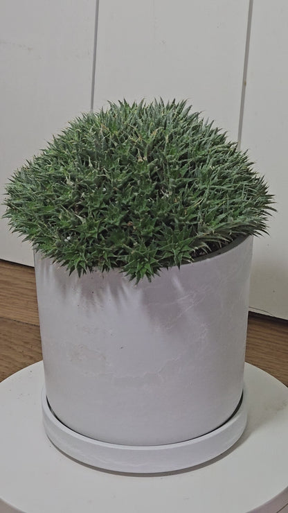 Deuterocohnia Brevifolia | Argentina Ball | RARE House Plant | 6" in Diameter | in Kanso Pot With Saucer