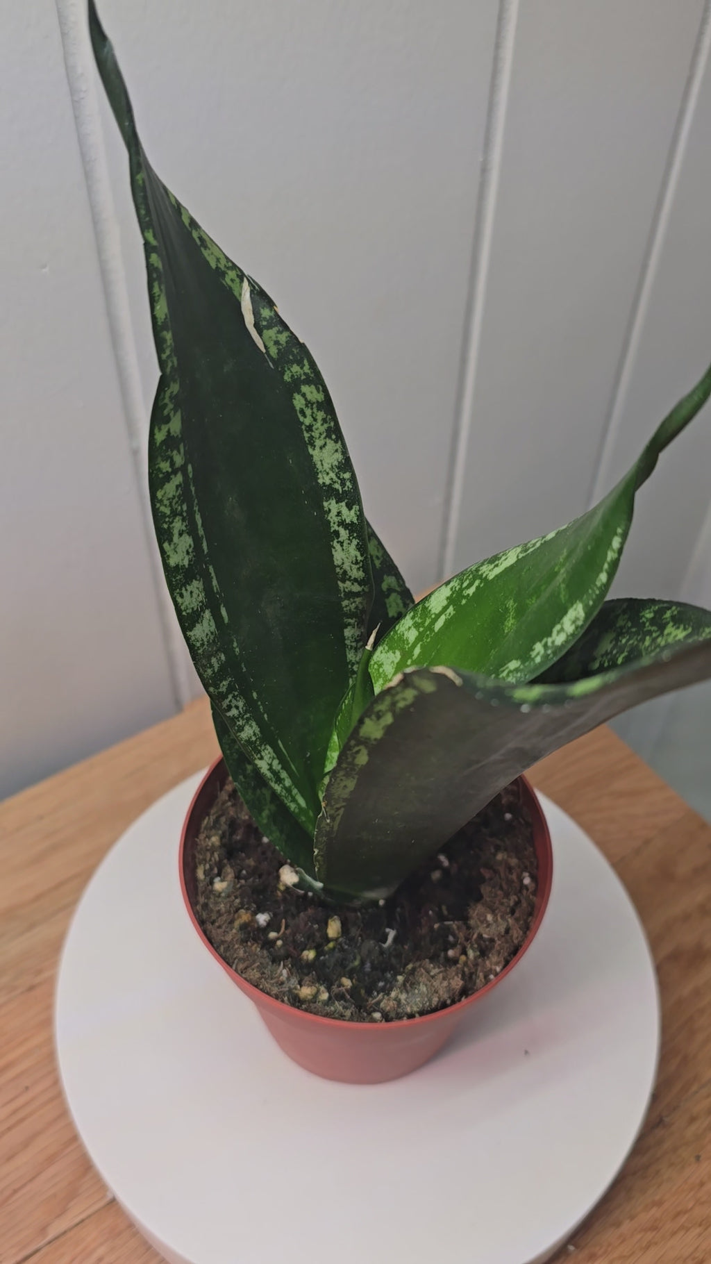 **NEW** Sansevieria 'Whitney' Snake Plant - 4" Pot