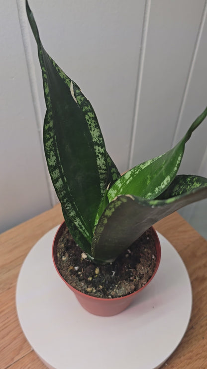 **NEW** Sansevieria 'Whitney' Snake Plant - 4" Pot