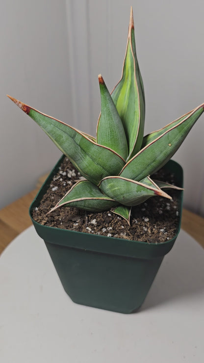 RARE Sansevieria Variegated Pinguicula | 5" tall - 5" Wide | Unique Variegation