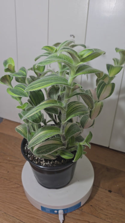 Tradescantia Sillamontana Variegata "White Velvet" Plant Rooted in 3.5" Pot