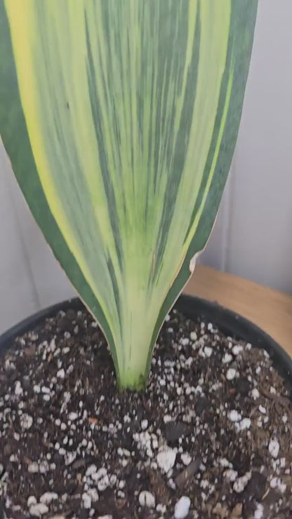 Variegated Whale's Fin Sansevieria | Fully Rooted | Shipped Bare Root