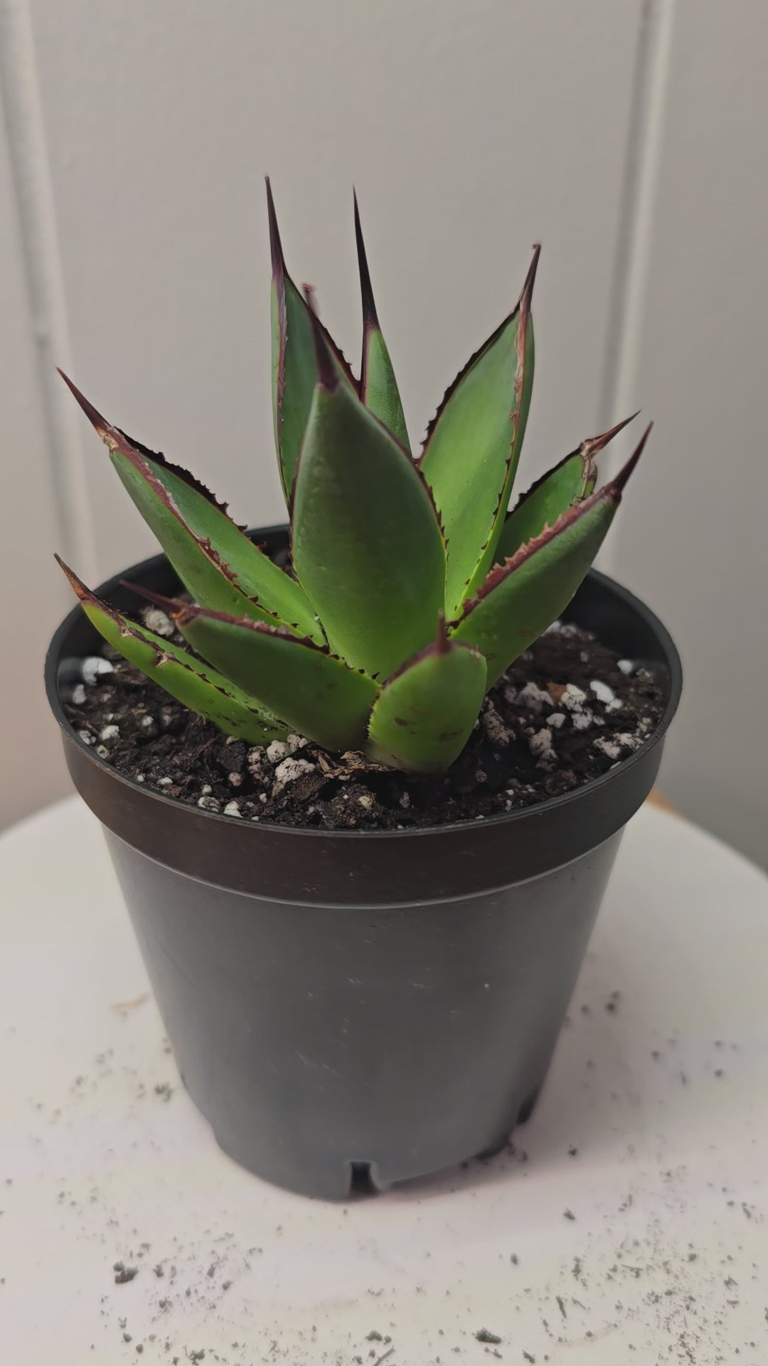 Agave Blue Glow Cactus Succulent Live Plant in 3.5" Pot