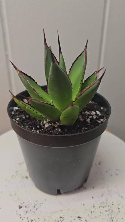 Agave Blue Glow Cactus Succulent Live Plant in 3.5" Pot