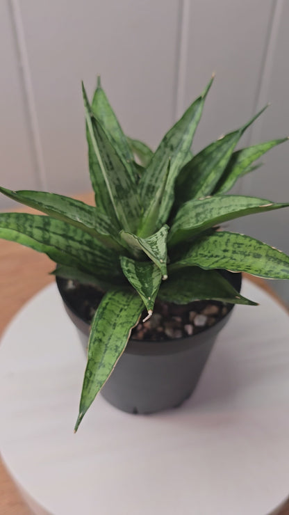 Sansevieria Dracaena White Variegated RARE With Pup Unique Leaf Pattern in 4" Pot