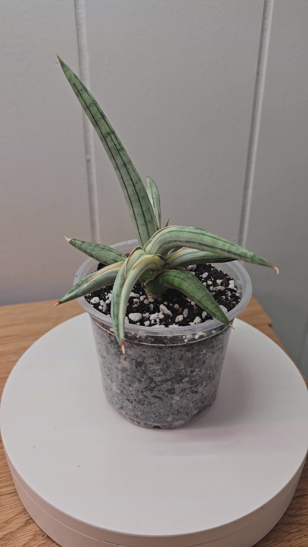 Sansevieria RARE 'Blue Clone' Variegated Plant Houseplant in 4"Pot